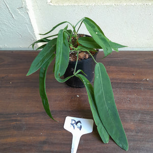 #RG Four x Headed Anthurium Pallidiflorum