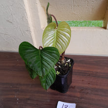 Load image into Gallery viewer, #18c Philodendron Sodiroi