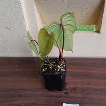 Load image into Gallery viewer, #18c Philodendron Sodiroi