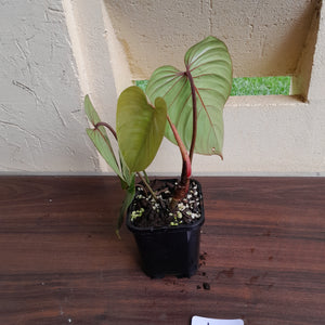 #18c Philodendron Sodiroi