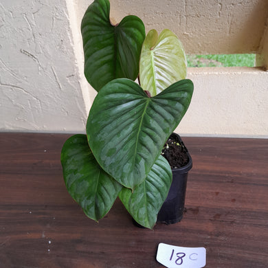 #18c Philodendron Sodiroi