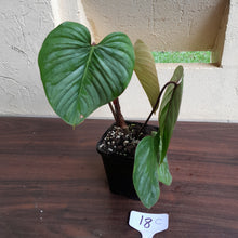 Load image into Gallery viewer, #18c Philodendron Sodiroi