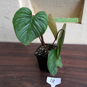 #18c Philodendron Sodiroi