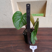 Load image into Gallery viewer, #18c Philodendron Sodiroi