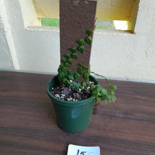 Load image into Gallery viewer, #15c Ficus Pumila Minima