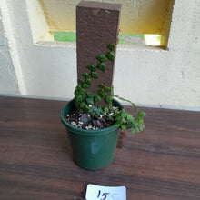 Load image into Gallery viewer, #15c Ficus Pumila Minima