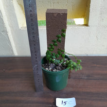 Load image into Gallery viewer, #15c Ficus Pumila Minima