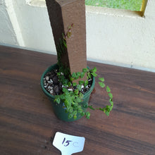 Load image into Gallery viewer, #15c Ficus Pumila Minima