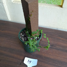Load image into Gallery viewer, #15c Ficus Pumila Minima