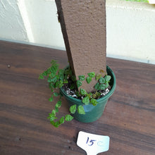 Load image into Gallery viewer, #15c Ficus Pumila Minima