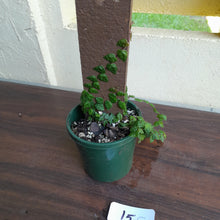 Load image into Gallery viewer, #15c Ficus Pumila Minima