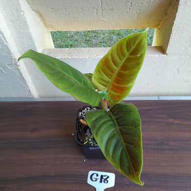 #G18 Philodendron Subhastatum