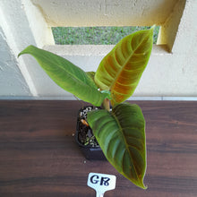 Load image into Gallery viewer, #G18 Philodendron Subhastatum