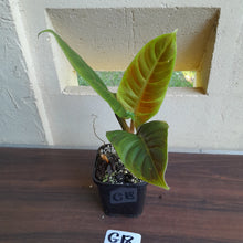 Load image into Gallery viewer, #G18 Philodendron Subhastatum