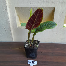 Load image into Gallery viewer, #G18 Philodendron Subhastatum