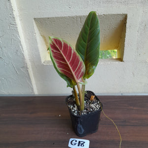 #G18 Philodendron Subhastatum