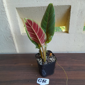 #G18 Philodendron Subhastatum