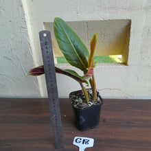 Load image into Gallery viewer, #G18 Philodendron Subhastatum