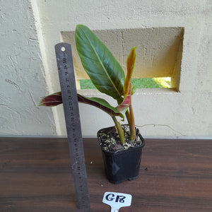 #G18 Philodendron Subhastatum