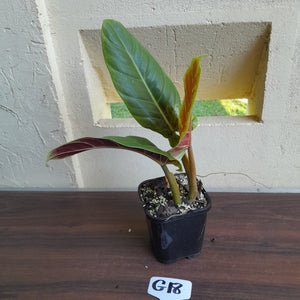 #G18 Philodendron Subhastatum