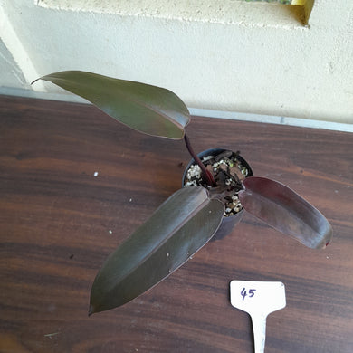 #45 Philodendron Black Knight