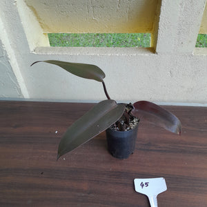 #45 Philodendron Black Knight