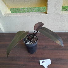 Load image into Gallery viewer, #45 Philodendron Black Knight