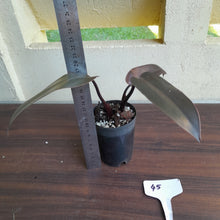 Load image into Gallery viewer, #45 Philodendron Black Knight