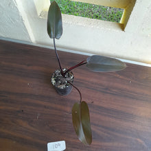 Load image into Gallery viewer, #109 Philodendron Black Knight