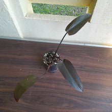 Load image into Gallery viewer, #109 Philodendron Black Knight