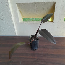 Load image into Gallery viewer, #109 Philodendron Black Knight