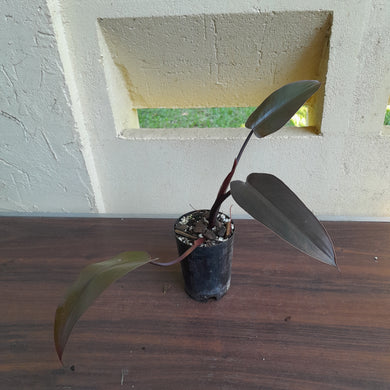 #109 Philodendron Black Knight