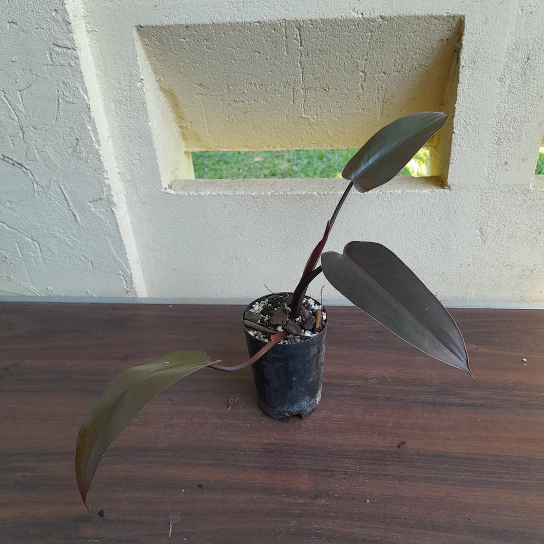 #109 Philodendron Black Knight