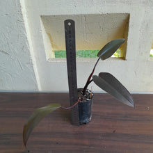 Load image into Gallery viewer, #109 Philodendron Black Knight