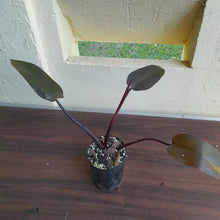 Load image into Gallery viewer, #109 Philodendron Black Knight
