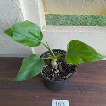 Load image into Gallery viewer, #102 Philodendron Warscewiczii