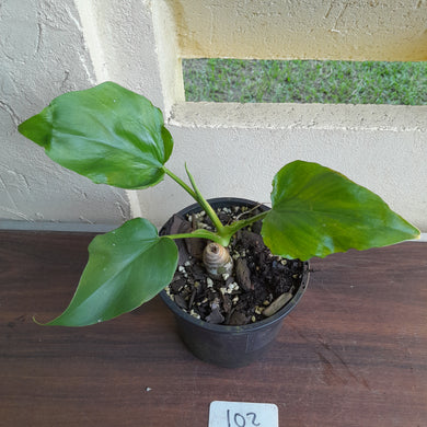 #102 Philodendron Warscewiczii