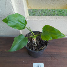 Load image into Gallery viewer, #102 Philodendron Warscewiczii