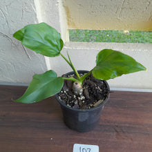 Load image into Gallery viewer, #102 Philodendron Warscewiczii