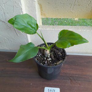#102 Philodendron Warscewiczii