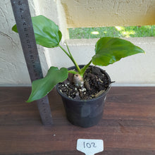 Load image into Gallery viewer, #102 Philodendron Warscewiczii