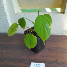 Load image into Gallery viewer, #110 Philodendron Equatorial Flat Leaf