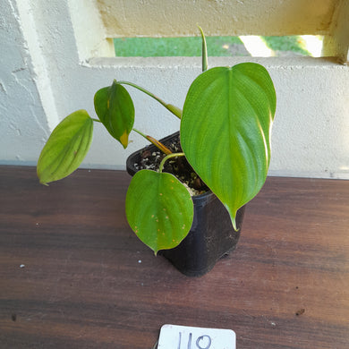 #110 Philodendron Equatorial Flat Leaf