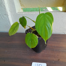 Load image into Gallery viewer, #110 Philodendron Equatorial Flat Leaf