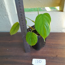 Load image into Gallery viewer, #110 Philodendron Equatorial Flat Leaf