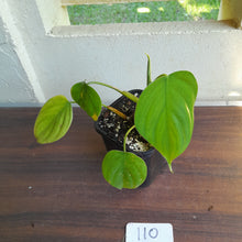 Load image into Gallery viewer, #110 Philodendron Equatorial Flat Leaf