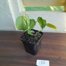 Load image into Gallery viewer, #110 Philodendron Equatorial Flat Leaf
