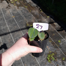 Load image into Gallery viewer, #27 Philodendron Lupinum