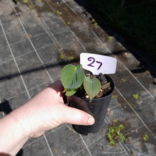 Load image into Gallery viewer, #27 Philodendron Lupinum