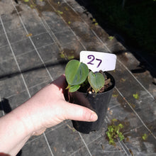 Load image into Gallery viewer, #27 Philodendron Lupinum